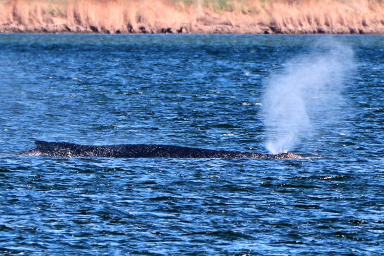 A stranded whale blows water as it got stuck on a sand bank in Kirchdorf on the island Poel, Germany, Thursday, April 9, 2026. (AP Photo/Michael Probst)