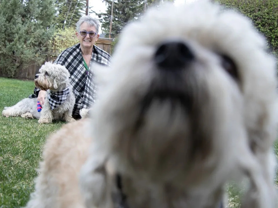 Mary Machum has three Dandie Dinmount Terriers, considered the world’s original terrier. It is an endangered breed of dog world-wide, but concerned owners are putting together events globally to acknowledge, appreciate and promote this beloved canine on June 6, 2026. Photos taken on Tuesday, May 26, 2026. Photos by Shaughn Butts – Postmedia