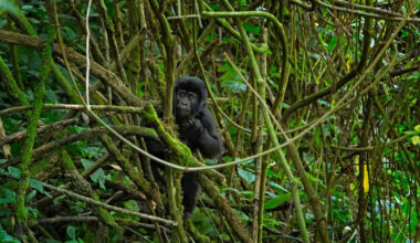 How AI Is Turning Blurry Jungle Video into Primate Research Gold