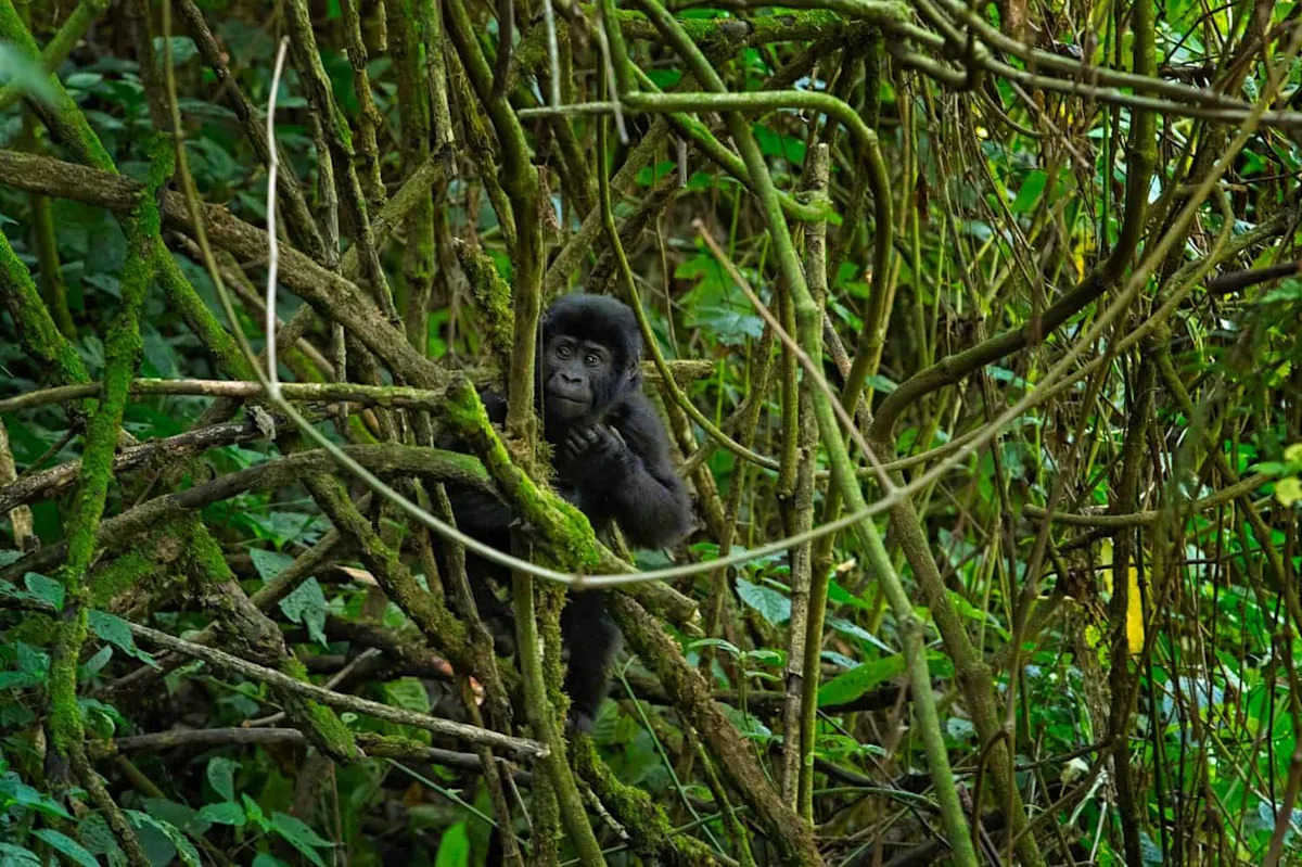 How AI Is Turning Blurry Jungle Video into Primate Research Gold