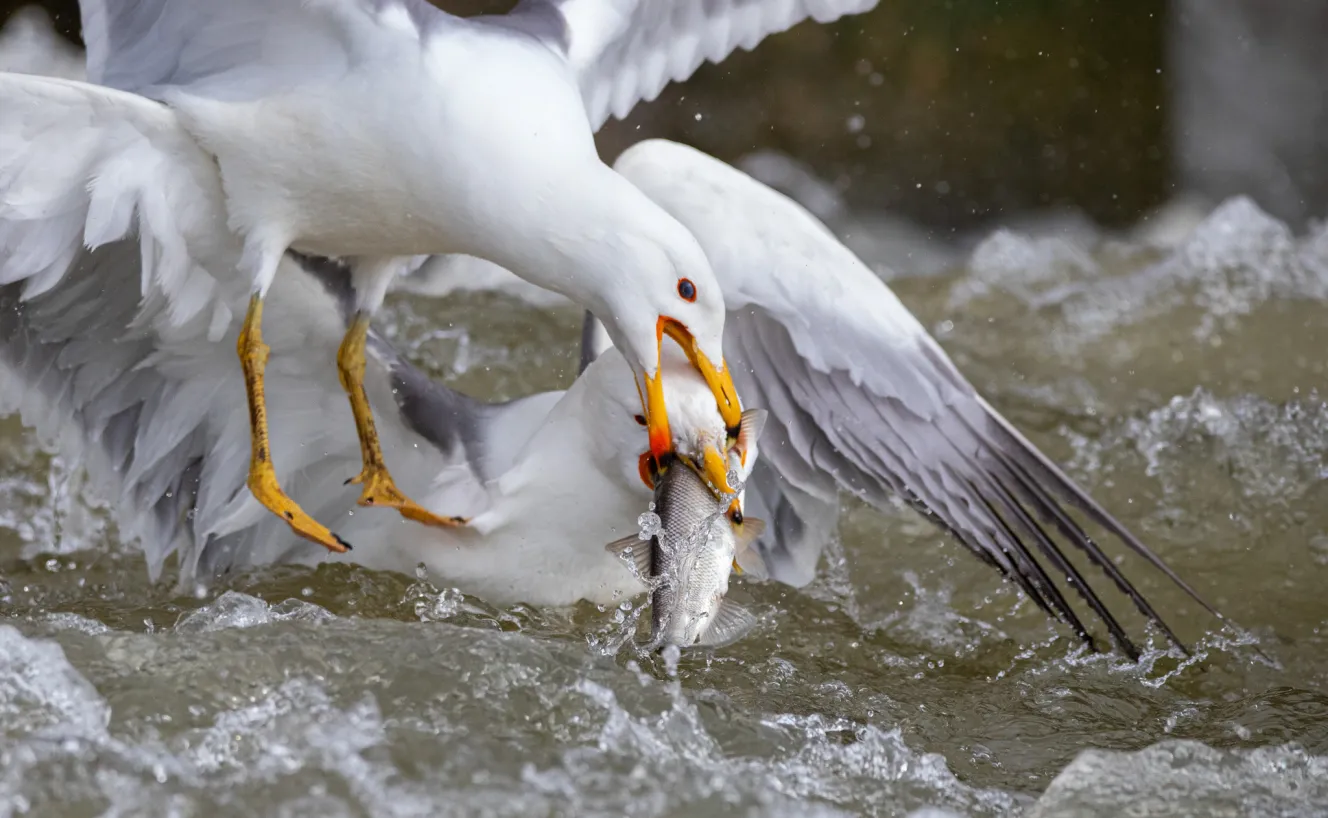 Two seagulls fight over a pearl mullet in a stream.