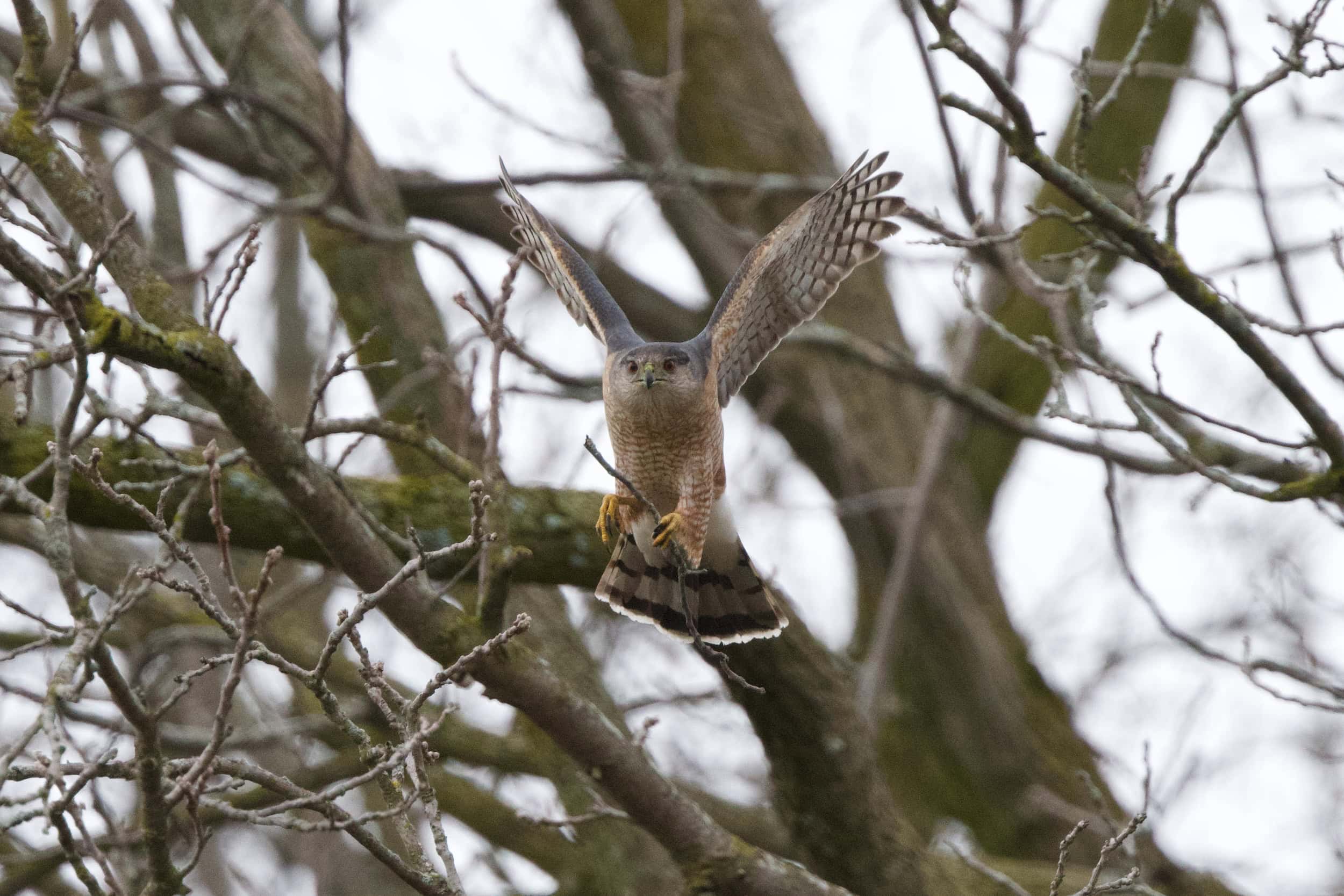 A Cooper's hawk flies from a tree with a small branch in its talons