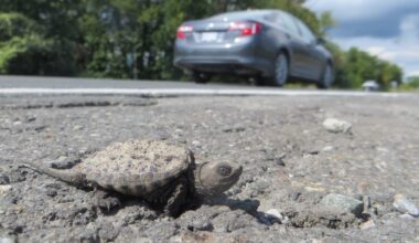 Wetland wildlife and flooding protection project gets $1.6M in funding boost in Brampton