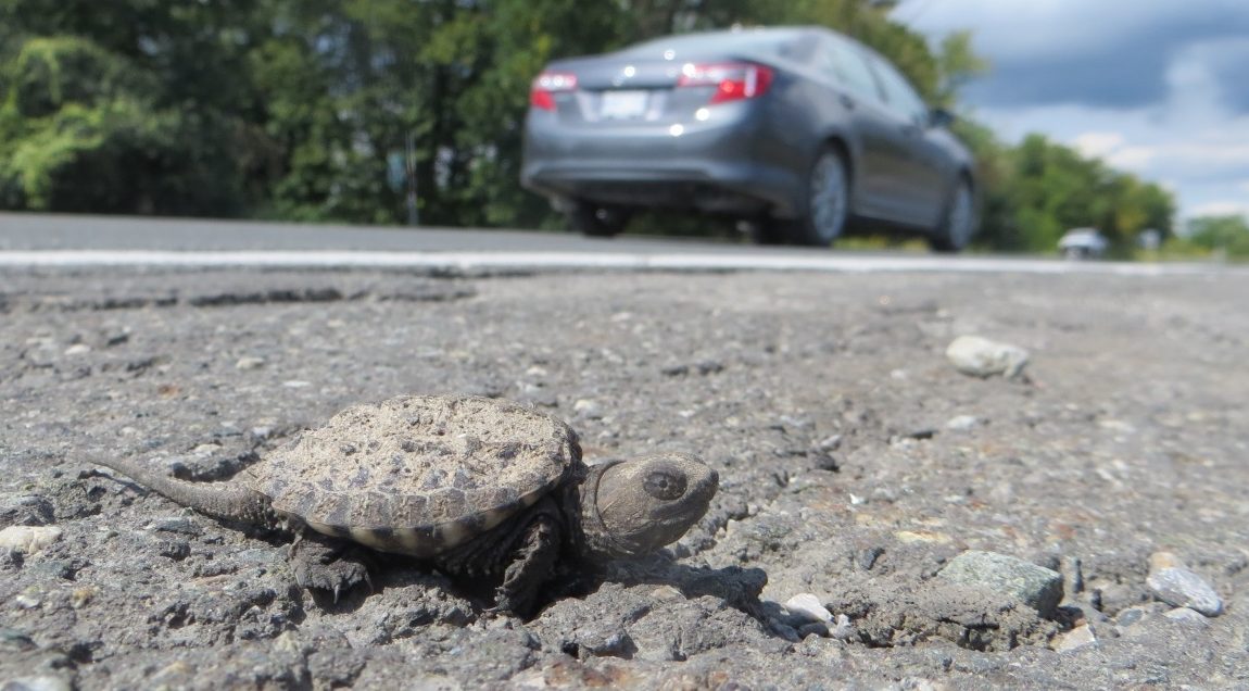 Wetland wildlife and flooding protection project gets $1.6M in funding boost in Brampton