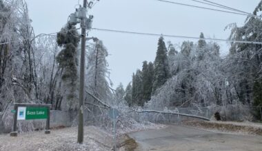 In wake of ice storm, new trees planted at local campground