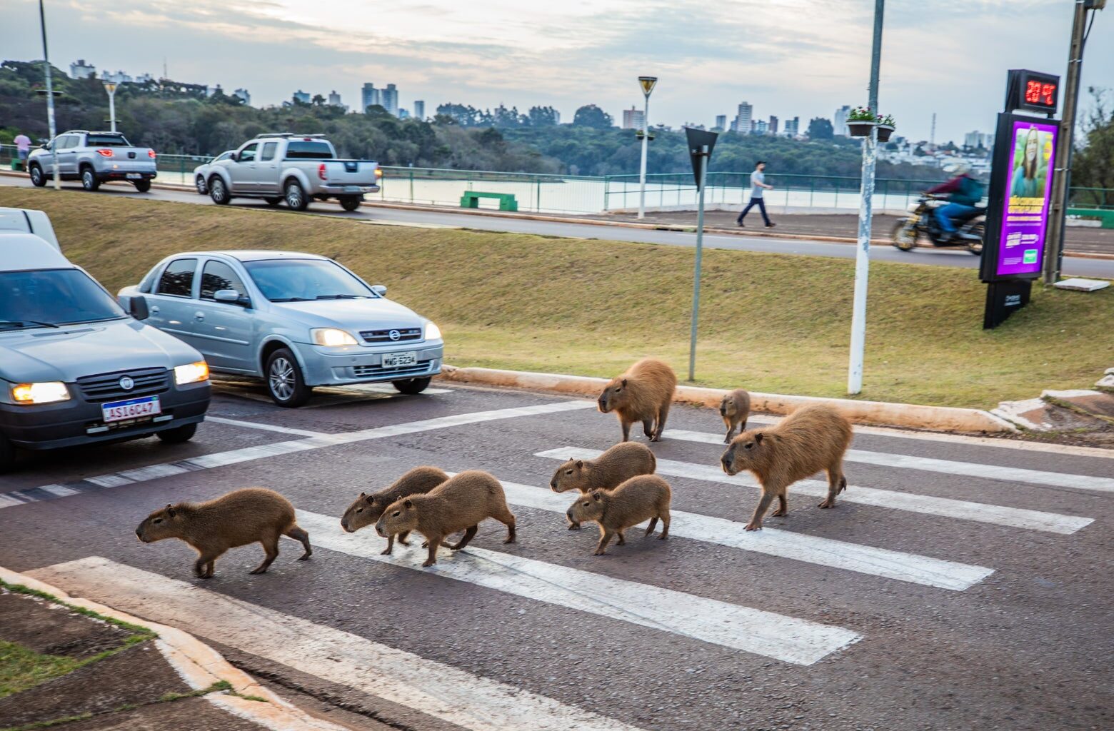In Brazil, capybaras face a dark fate. Some people are trying to change that.