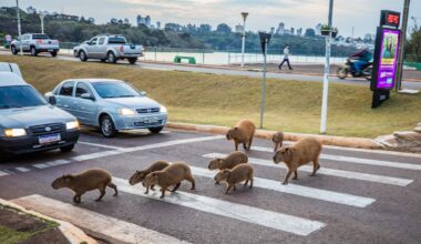 In Brazil, capybaras face a dark fate. Some people are trying to change that.