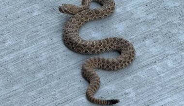 Snake expert reminding residents to stay aware while spending time outdoors with pets