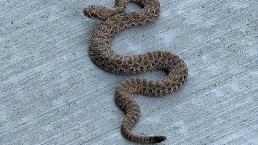 Snake expert reminding residents to stay aware while spending time outdoors with pets