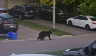 Bear spotted in Oshawa neighbourhood