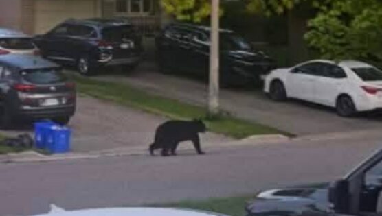 Bear spotted in Oshawa neighbourhood