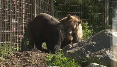 Orphaned grizzly bear cubs make their public debut at the Calgary Zoo