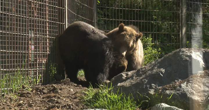 Orphaned grizzly bear cubs make their public debut at the Calgary Zoo