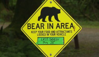 Mama black bear killed in Golden Ears park for aggressive behaviour, conservation says - BC