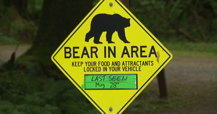Mama black bear killed in Golden Ears park for aggressive behaviour, conservation says - BC