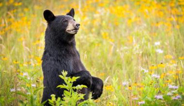 A black bear standing in a meadow of wildflowers.