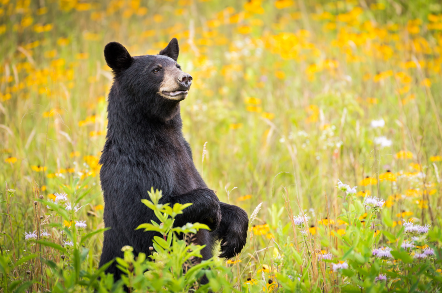 A black bear standing in a meadow of wildflowers.