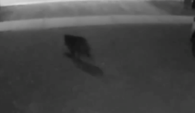 VIDEO: Bear steals Skip the Dishes order from front porch
