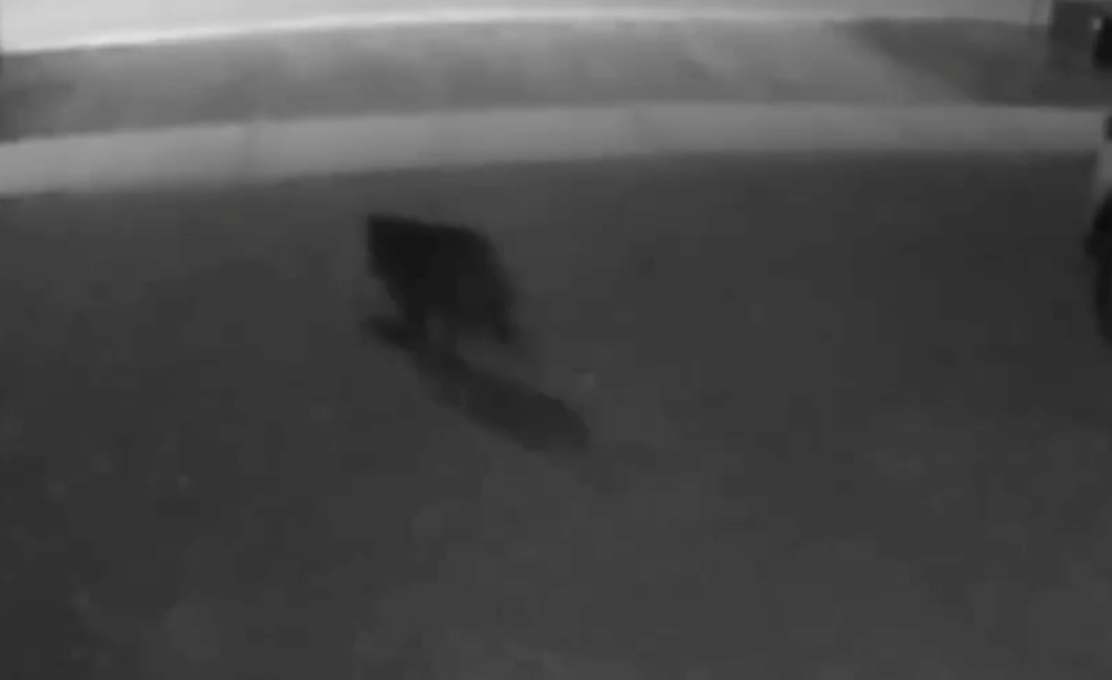 VIDEO: Bear steals Skip the Dishes order from front porch