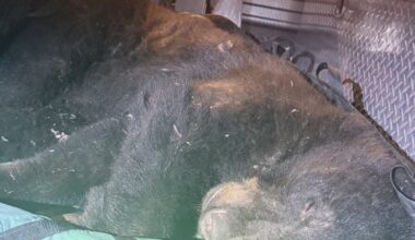 Black bear found wandering urban Vancouver is tranquilized and released