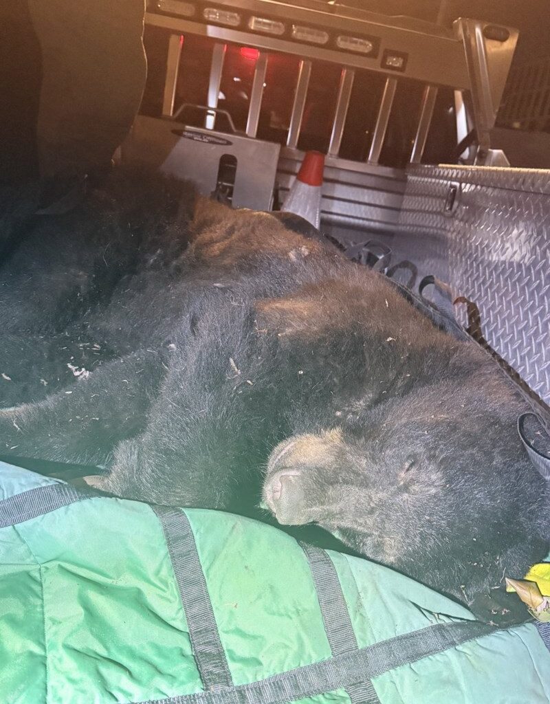 Black bear found wandering urban Vancouver is tranquilized and released