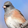 North America Has Lost 3 Billion Birds, Scientists Say