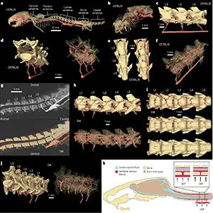 Using microCT scanning, which allows for high-resolution imaging of an organism's internal structures, and other imaging techniques, researchers found that a network of veins serve as a mechanical connection between the abdominal cavity and the brain. Here, the veins in red run through the interior of the vertebrae and around the spine. Credit: Provided by Patrick Drew and team/Penn State. All Rights Reserved.