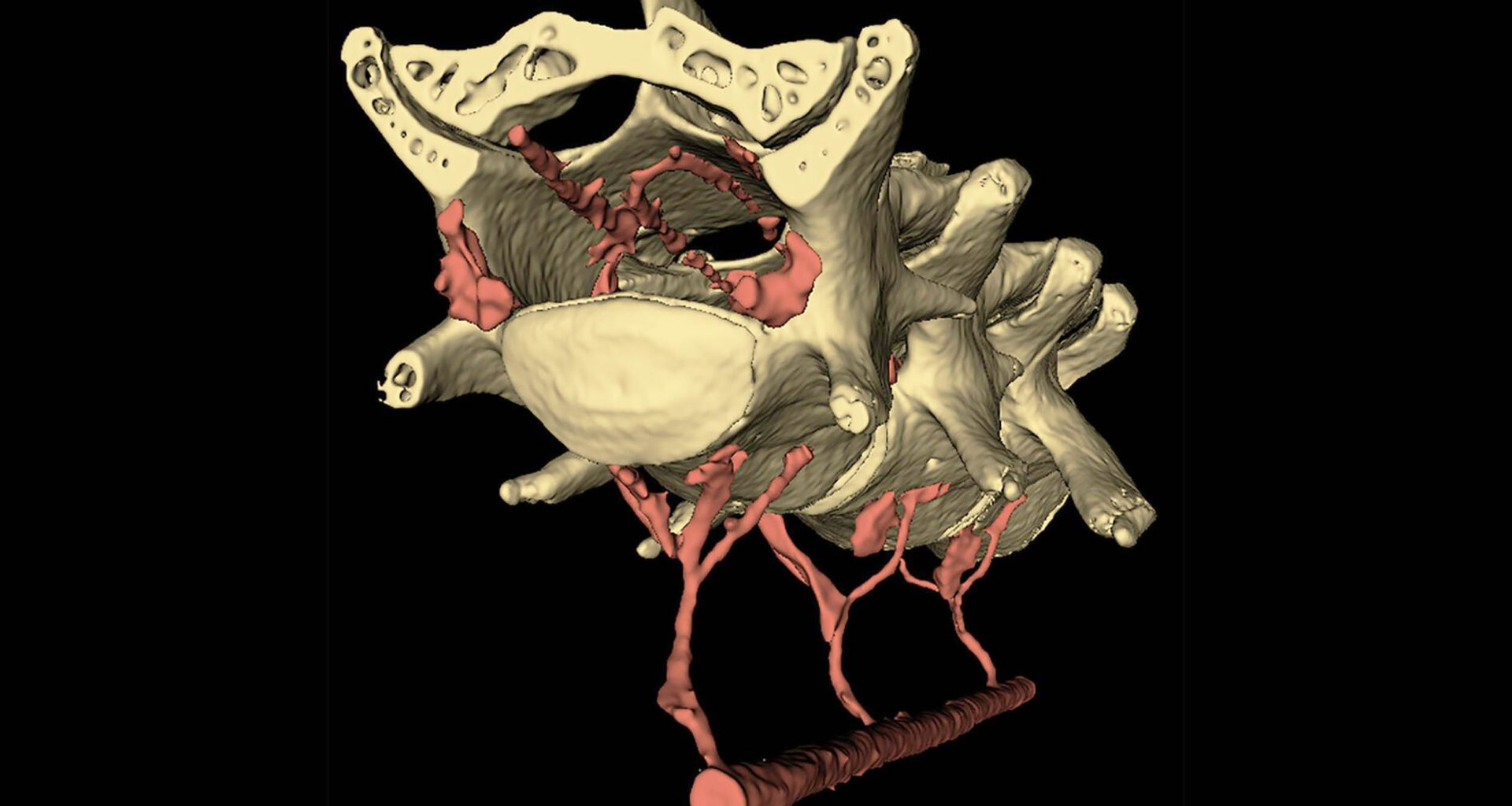 Your belly and brain may be connected in a way that helps clean neural waste by circulating spinal fluid, explaining why exercise is good for brain health