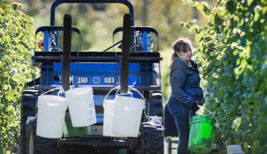 Canadian wineries say scrapping provincial trade barriers would add billions to GDP