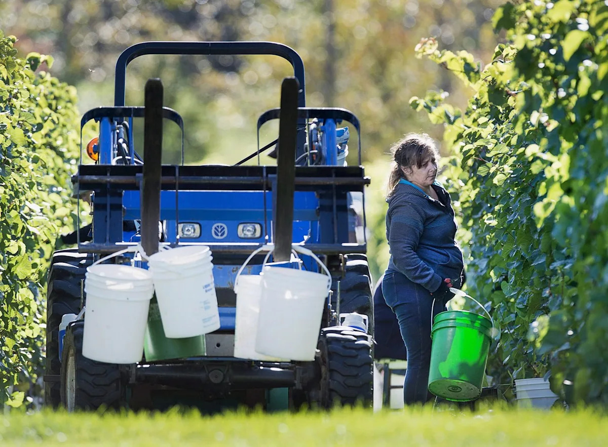 Canadian wineries say scrapping provincial trade barriers would add billions to GDP