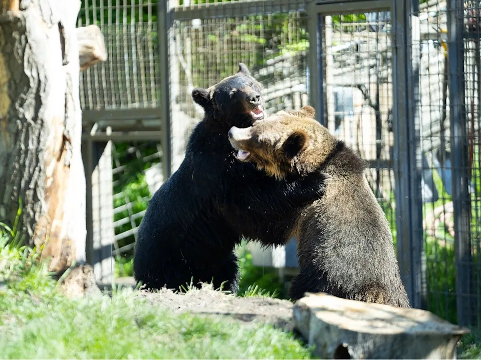 Fitz and Turner, two orphaned grizzly bear cubs, wrestle in their new enclosure at The Wilder Institute/Calgary Zoo on Thursday, May 21, 2026.