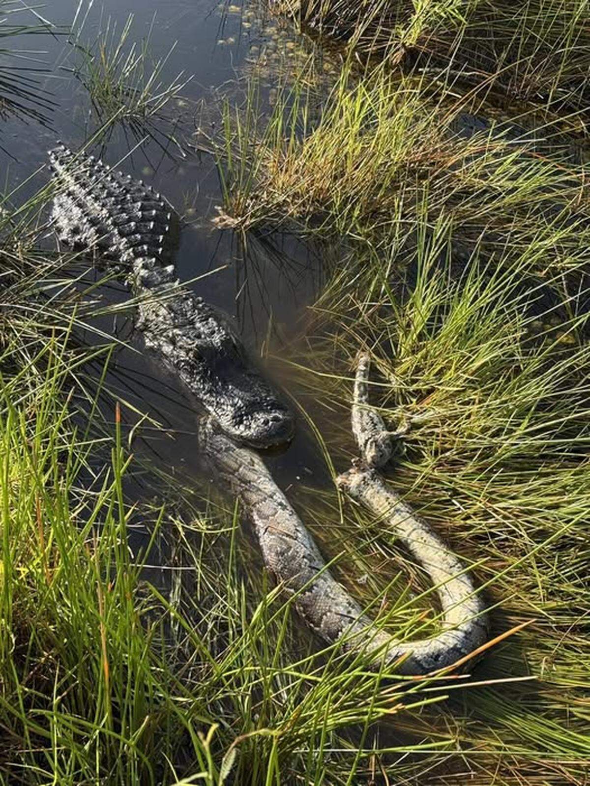 An alligator holds the carcass of a python in its mouth in the Everglades.