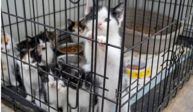 65 cats rescued, man arrested in southern Ontario