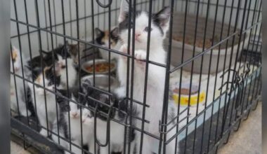 57 kittens rescued, Mississauga man arrested in police animal cruelty probe - Toronto