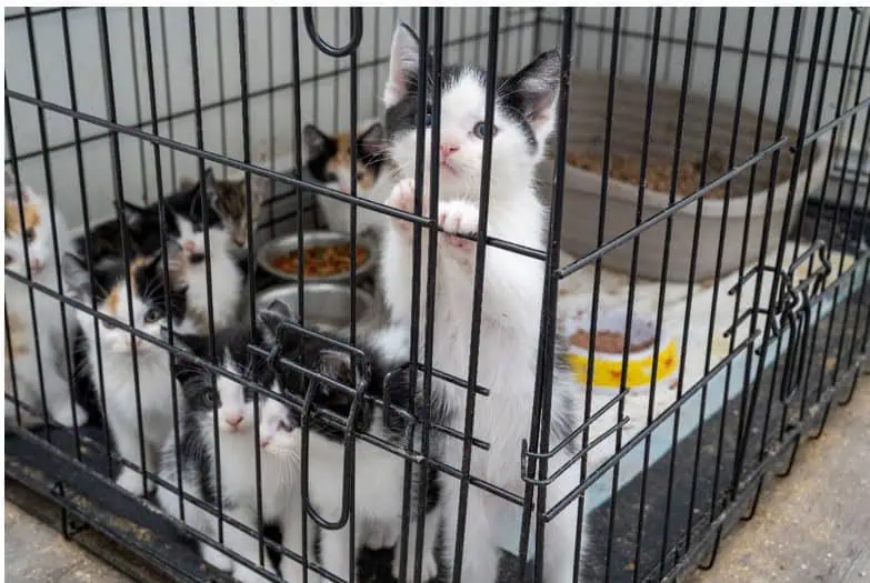 65 cats rescued, man arrested in southern Ontario