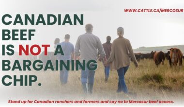 Canadian Cattle Association urges Ottawa to protect Canadian beef in Mercosur negotiations