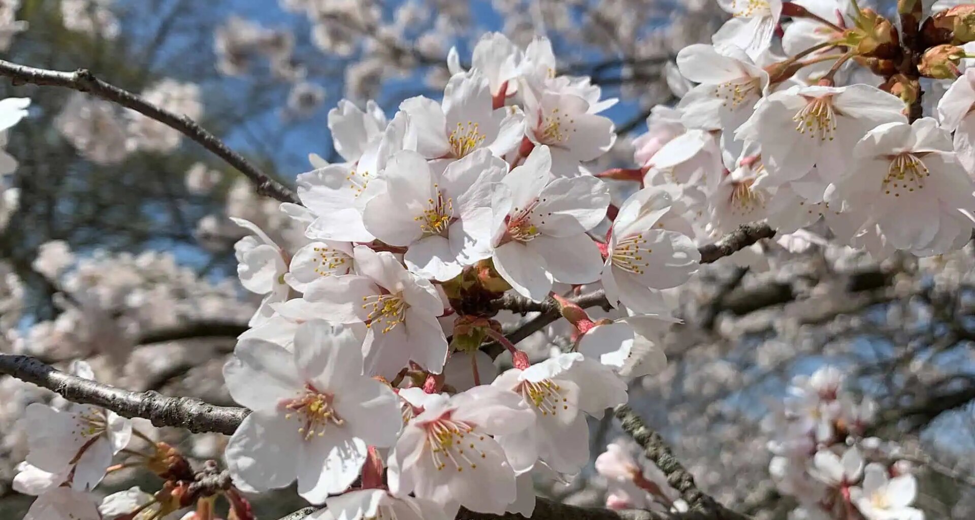 cherry blossoms ontario brampton