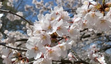cherry blossoms ontario brampton