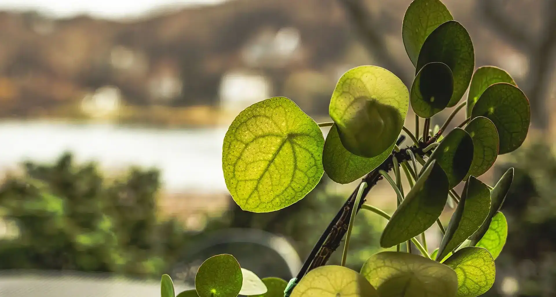 Chinese money plant algorithm revealed in the leaf veins of Pilea peperomioides