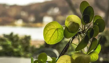 Chinese money plant algorithm revealed in the leaf veins of Pilea peperomioides