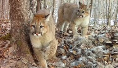 Cute alert! Researchers capture cougar kittens on video