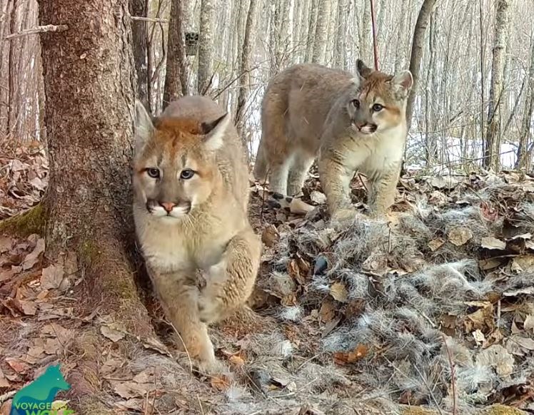 Cute alert! Researchers capture cougar kittens on video