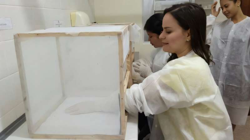 Study coauthor Cleidjane Gomes Faustino places her arm treated with a patchouli-based repellant in a cage filled with hungry mosquitoes. Credit: Lizandra Lima Santos Could patchouli oil save your skin from mosquito bites?