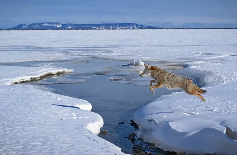 A coyote leaps across a narrow, icy river surrounded by snow-covered ground and frozen landscape, with distant mountains under a clear blue sky.