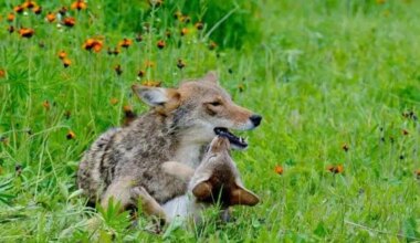 Track coyote pups and parents on the move with interactive map in Brampton