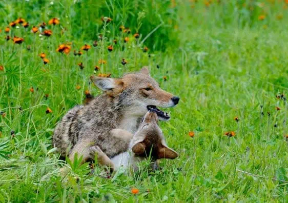 Track coyote pups and parents on the move with interactive map in Brampton