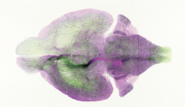 Brain’s blue spot possesses unexpected structure-function ties