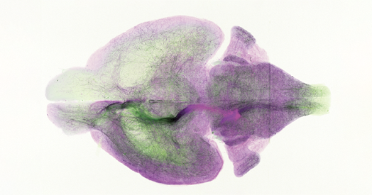 Brain’s blue spot possesses unexpected structure-function ties