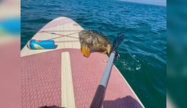 Paddleboarder Sees Iguana Swimming Toward Her — Then He Climbs Up To Ask For Help