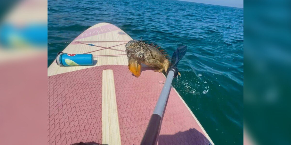 Paddleboarder Sees Iguana Swimming Toward Her — Then He Climbs Up To Ask For Help